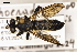  (Choerades dioctriaeformis - ABOL-25-1108)  @11 [ ] CC-BY (2025) Naturhistorisches Museum Wien Unspecified