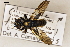  ( - ABOL-25-1110)  @11 [ ] CC-BY (2025) Naturhistorisches Museum Wien Unspecified