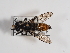  ( - ABOL-25-1132)  @11 [ ] CC-BY (2025) Naturhistorisches Museum Wien Unspecified