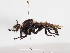  ( - ABOL-25-1133)  @11 [ ] CC-BY (2025) Naturhistorisches Museum Wien Unspecified