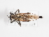  ( - ABOL-25-1137)  @11 [ ] CC-BY (2025) Naturhistorisches Museum Wien Unspecified