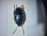  ( - ABOL-BIOBLITZ23-DR006)  @11 [ ] Unspecified (default): All Rights Reserved (2024) Dominik Rabl Unspecified