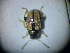  ( - ABOL-BIOBLITZ23-DR009)  @11 [ ] Unspecified (default): All Rights Reserved (2024) Dominik Rabl Unspecified