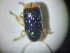  ( - ABOL-BIOBLITZ23-DR011)  @11 [ ] Unspecified (default): All Rights Reserved (2024) Dominik Rabl Unspecified