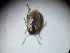  ( - ABOL-BIOBLITZ23-DR022)  @11 [ ] Unspecified (default): All Rights Reserved (2024) Dominik Rabl Unspecified