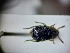  ( - ABOL-BIOBLITZ23-DR025)  @11 [ ] Unspecified (default): All Rights Reserved (2024) Dominik Rabl Unspecified