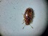  ( - ABOL-BIOBLITZ23-DR039)  @11 [ ] Unspecified (default): All Rights Reserved (2024) Dominik Rabl Unspecified