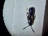  ( - ABOL-BIOBLITZ23-DR074)  @11 [ ] Unspecified (default): All Rights Reserved (2024) Dominik Rabl Unspecified
