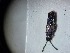  ( - ABOL-BIOBLITZ23-DR095)  @11 [ ] Unspecified (default): All Rights Reserved (2024) Dominik Rabl Unspecified