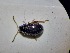  ( - ABOL-BIOBLITZ23-DR124)  @11 [ ] Unspecified (default): All Rights Reserved (2024) Dominik Rabl Unspecified