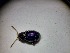  ( - ABOL-BIOBLITZ23-DR129)  @11 [ ] Unspecified (default): All Rights Reserved (2024) Dominik Rabl Unspecified