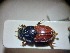  ( - ABOL-BIOBLITZ23-DR162)  @11 [ ] Unspecified (default): All Rights Reserved (2024) Dominik Rabl Unspecified