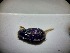  ( - ABOL-BIOBLITZ23-DR164)  @11 [ ] Unspecified (default): All Rights Reserved (2024) Dominik Rabl Unspecified