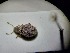  ( - ABOL-BIOBLITZ23-DR173)  @11 [ ] Unspecified (default): All Rights Reserved (2024) Dominik Rabl Unspecified