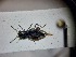  ( - ABOL-BIOBLITZ23-DR182)  @11 [ ] Unspecified (default): All Rights Reserved (2024) Dominik Rabl Unspecified