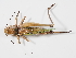  ( - ABOL-BioBlitz-2023-HoTau-Szucsich-0094)  @11 [ ] CC-BY (2024) Naturhistorisches Museum Wien Naturhistorisches Museum Wien
