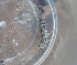  ( - ABOL-BioBlitz-2023-IC-Szucsich-0004)  @11 [ ] Unspecified (default): All Rights Reserved (2023) Natural history museum Vienna Unspecified