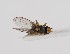  (Cerodontha affinis - ABOL-BioBlitz-2023-Nock-Szucsich-0058)  @11 [ ] CC-BY (2024) Natural history museum Vienna Natural history museum Vienna