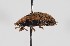  ( - ABOL-BioBlitz-2023-Szucsich-0014)  @11 [ ] Unspecified (default): All Rights Reserved (2023) Natural history museum Vienna Unspecified