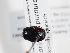  ( - ABOL-BioBlitz-2023-Szucsich-0043)  @11 [ ] Unspecified (default): All Rights Reserved (2023) Natural history museum Vienna Unspecified