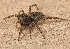  ( - ABOL-BioBlitz-2023-Szucsich-0052)  @11 [ ] Unspecified (default): All Rights Reserved (2024) Nikola Szucsich Unspecified