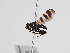  ( - ABOL-BioBlitz-2023-Szucsich-0053)  @11 [ ] Unspecified (default): All Rights Reserved (2023) Natural history museum Vienna Unspecified