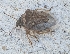  ( - ABOL-BioBlitz-2023-Szucsich-0061)  @11 [ ] Unspecified (default): All Rights Reserved (2024) Nikola Szucsich Unspecified