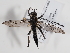  ( - ABOL-BioBlitz-2023-Szucsich-0068)  @11 [ ] Unspecified (default): All Rights Reserved (2023) Natural history museum Vienna Unspecified