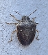  ( - ABOL-BioBlitz-2023-Szucsich-0075)  @11 [ ] Unspecified (default): All Rights Reserved (2024) Nikola Szucsich Unspecified
