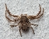  (Xysticus gr. cristatus - ABOL-BioBlitz-2023-Szucsich-0087)  @11 [ ] Unspecified (default): All Rights Reserved (2023) Natural history museum Vienna Unspecified