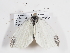  (Leptidea sinapis_complex - ABOL-BioBlitz-2024-Szucsich-IC-0095)  @11 [ ] Unspecified (default): All Rights Reserved (2025) Naturhistorisches Museum Wien Unspecified