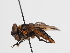  ( - ABOL-BioBlitz-2024-Szucsich-Kar-0002)  @11 [ ] Unspecified (default): All Rights Reserved (2025) Naturhistorisches Museum Wien Unspecified