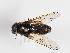  ( - ABOL-BioBlitz-2024-Szucsich-Kar-0007)  @11 [ ] Unspecified (default): All Rights Reserved (2025) Naturhistorisches Museum Wien Unspecified