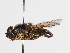  ( - ABOL-BioBlitz-2024-Szucsich-Kar-0007)  @11 [ ] Unspecified (default): All Rights Reserved (2025) Naturhistorisches Museum Wien Unspecified