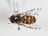  ( - ABOL-BioBlitz-2024-Szucsich-Kar-0014)  @11 [ ] Unspecified (default): All Rights Reserved (2025) Naturhistorisches Museum Wien Unspecified