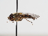  ( - ABOL-BioBlitz-2024-Szucsich-Kar-0014)  @11 [ ] Unspecified (default): All Rights Reserved (2025) Naturhistorisches Museum Wien Unspecified