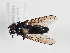  ( - ABOL-BioBlitz-2024-Szucsich-Kar-0015)  @11 [ ] Unspecified (default): All Rights Reserved (2025) Naturhistorisches Museum Wien Unspecified