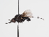  ( - ABOL-BioBlitz-2024-Szucsich-Kar-0041)  @11 [ ] Unspecified (default): All Rights Reserved (2025) Naturhistorisches Museum Wien Unspecified