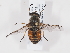  (Tabanus tergestinus - ABOL-BioBlitz-2025-Szucsich-IC-0022)  @11 [ ] Unspecified (default): All Rights Reserved (2025) Naturhistorisches Museum Wien Unspecified