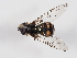  ( - ABOL-BioBlitz-2024-Szucsich-IC-0012)  @11 [ ] Unspecified (default): All Rights Reserved (2024) Natural history museum Vienna Natural history museum Vienna