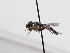  ( - ABOL-BioBlitz-2024-Szucsich-IC-0015)  @11 [ ] Unspecified (default): All Rights Reserved (2024) Natural history museum Vienna Natural history museum Vienna