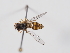  ( - ABOL-BioBlitz-2024-Szucsich-IC-0017)  @11 [ ] Unspecified (default): All Rights Reserved (2024) Natural history museum Vienna Natural history museum Vienna
