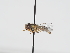  ( - ABOL-BioBlitz-2024-Szucsich-IC-0017)  @11 [ ] Unspecified (default): All Rights Reserved (2024) Natural history museum Vienna Natural history museum Vienna