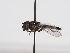  ( - ABOL-BioBlitz-2024-Szucsich-IC-0019)  @11 [ ] Unspecified (default): All Rights Reserved (2024) Natural history museum Vienna Natural history museum Vienna