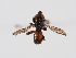  ( - ABOL-BioBlitz-2024-Szucsich-IC-0082)  @11 [ ] Unspecified (default): All Rights Reserved (2024) Natural history museum Vienna Natural history museum Vienna