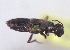  ( - ABOL-BioBlitz20 0478)  @11 [ ] CC-BY-SA (2020) Timaeus, Lorin privat