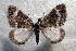  ( - ABOL-BioBlitz21-0326)  @13 [ ] CC BY-SA (2021) Rupp, Thomas Unspecified