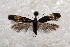  ( - ABOL-Bioblitz21-0352)  @11 [ ] CC BY-SA (2021) Rupp, Thomas Unspecified