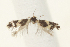  ( - ABOL-BioBlitz 2021 21-0376)  @11 [ ] CC NC BY (2021) Buchner P. private