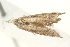  ( - ABOL-BioBlitz 2021 21-0379)  @11 [ ] CC NC BY (2021) Buchner P. private